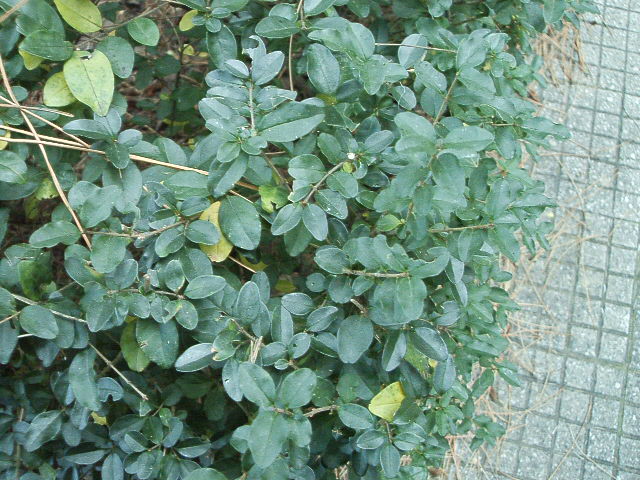 Ligustrum sp.