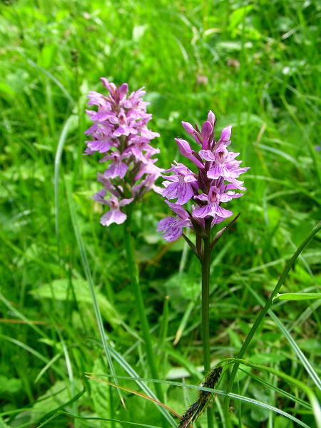 Dactylorhiza maculata