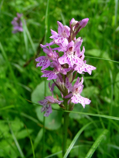 Dactylorhiza maculata