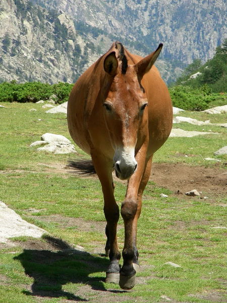 La mia Corsica