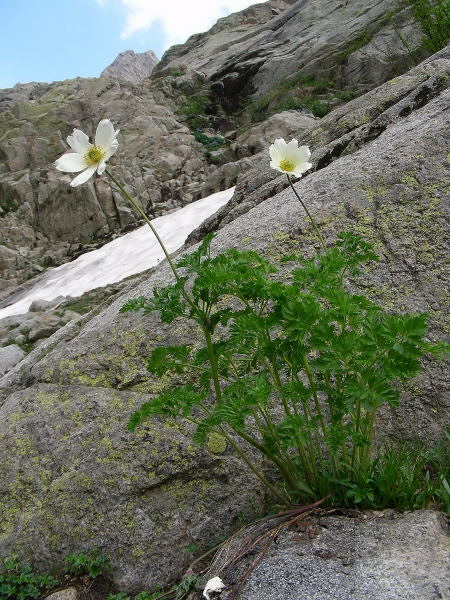 La mia Corsica