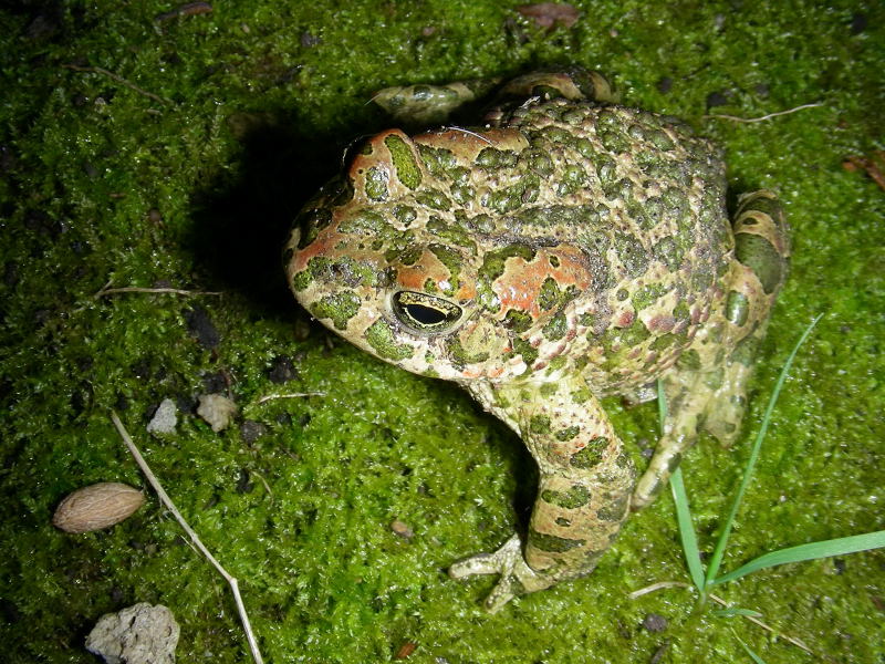 Smeraldino, smeraldino....che ci fai nel mio giardino?