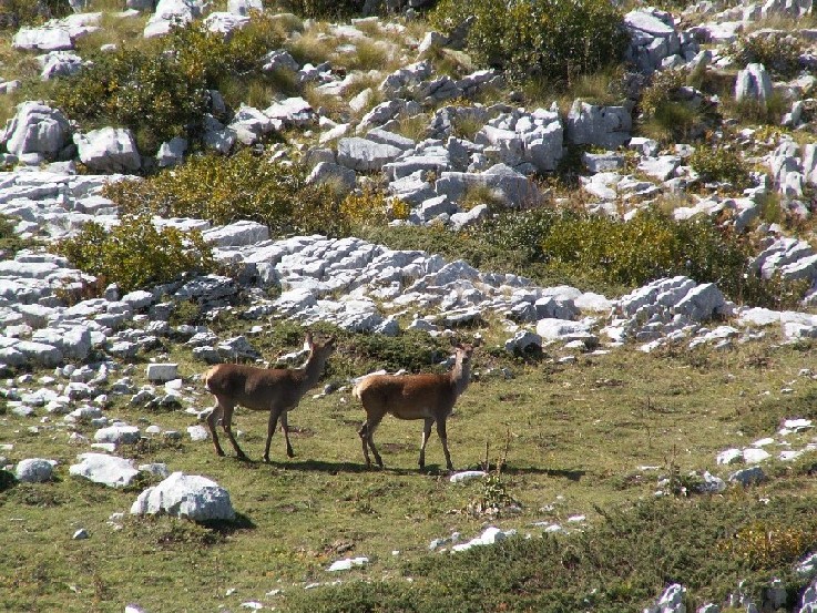 Primi bramiti nel PNA