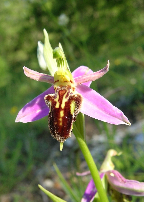 Ophrys apifera botteronii