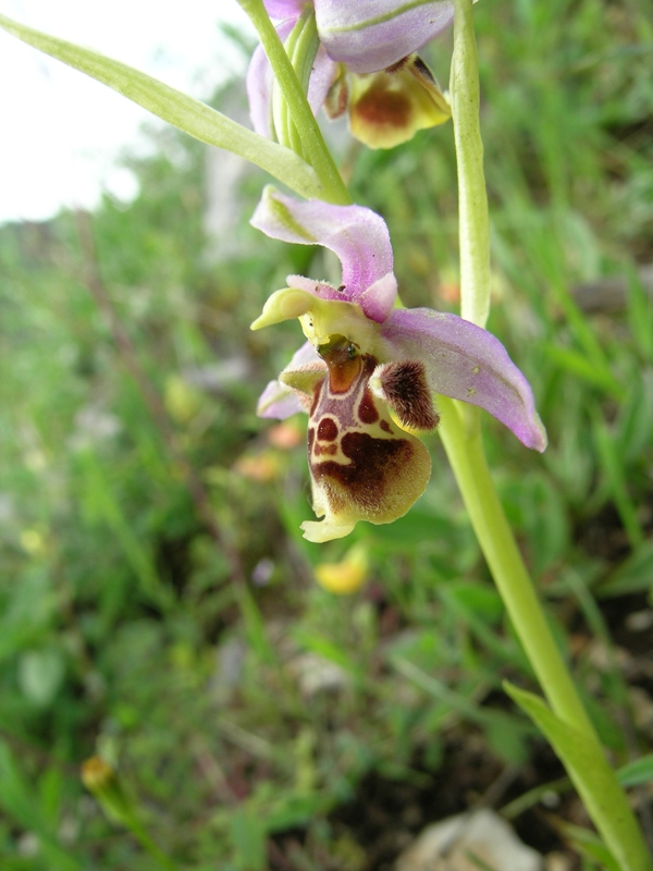 Ophrys fuciflora o scolopax?