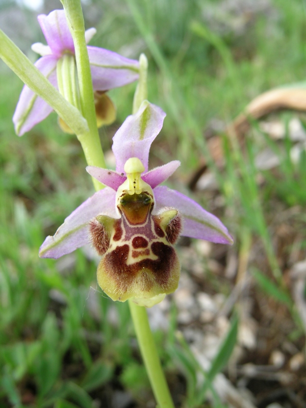 Ophrys fuciflora o scolopax?