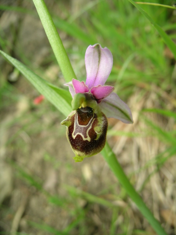 un ibrido di ophrys...di maggio!!