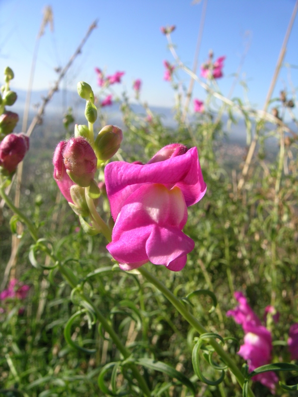 Antirrhinum majus / Bocca di leone comune