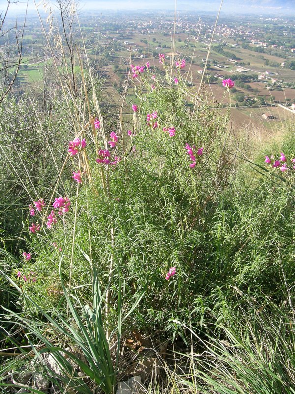 Antirrhinum majus / Bocca di leone comune