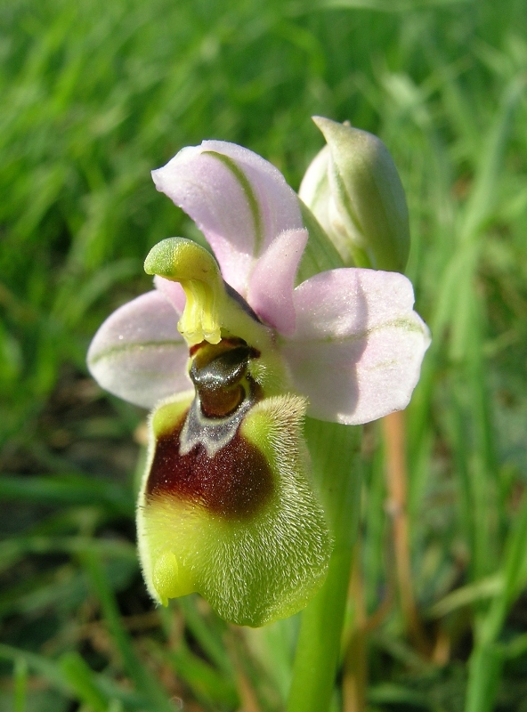 Ophrys tenthredinifera  ( dell''Appia Antica)