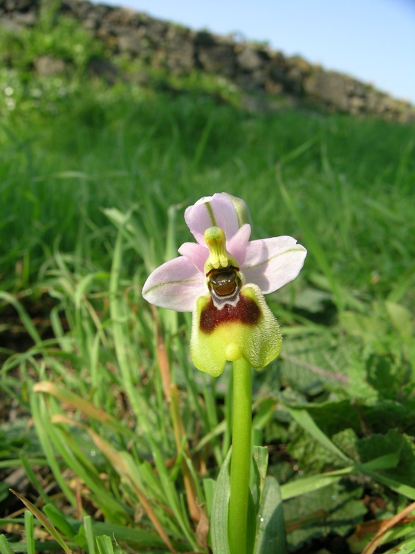 Ophrys tenthredinifera  ( dell''Appia Antica)