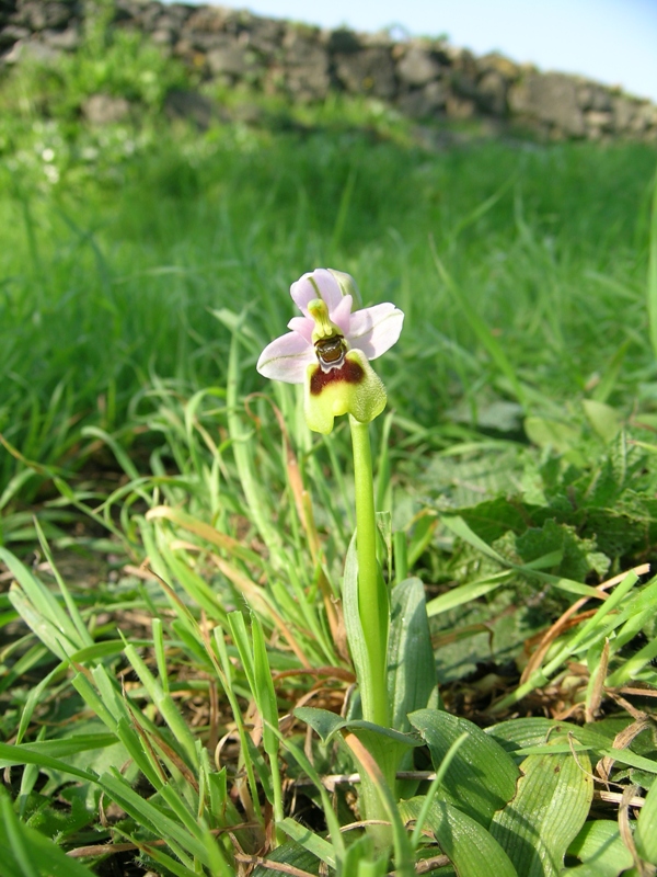 Ophrys tenthredinifera  ( dell''Appia Antica)