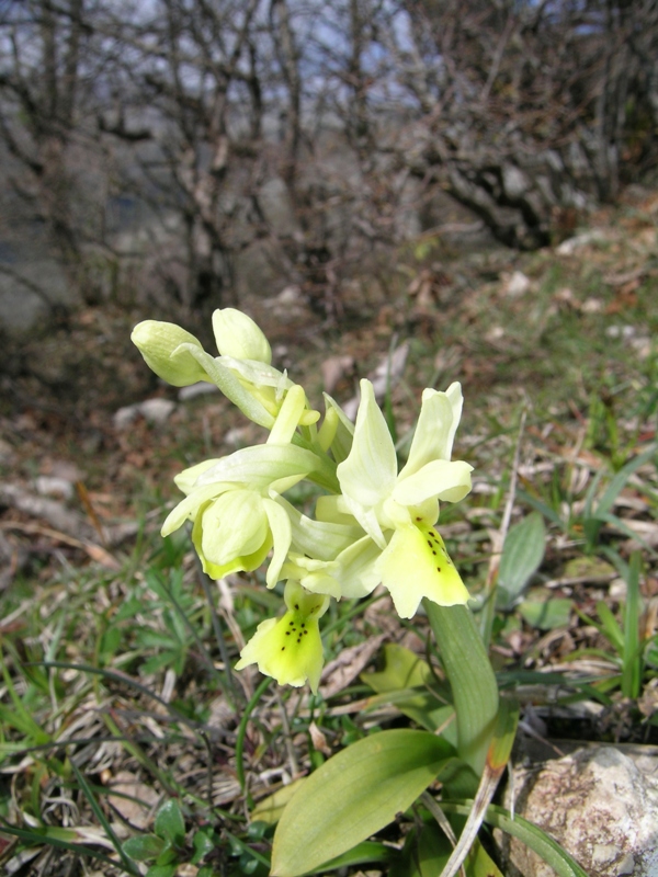 Orchis pauciflora