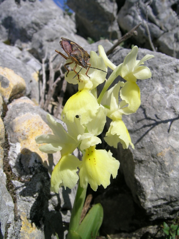 Orchis pauciflora