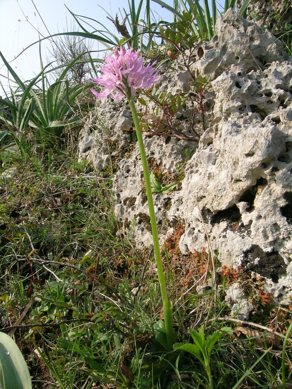 Orchis italica  / Orchidea italiana