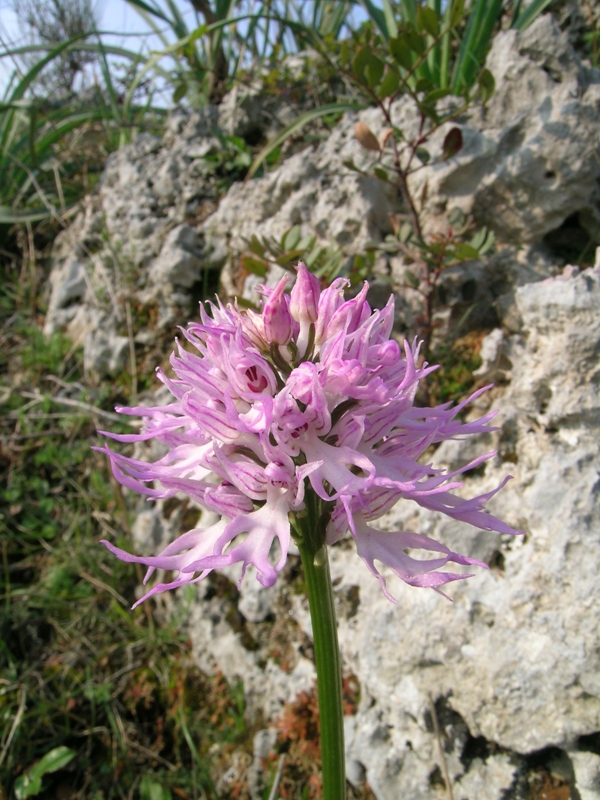 Orchis italica  / Orchidea italiana