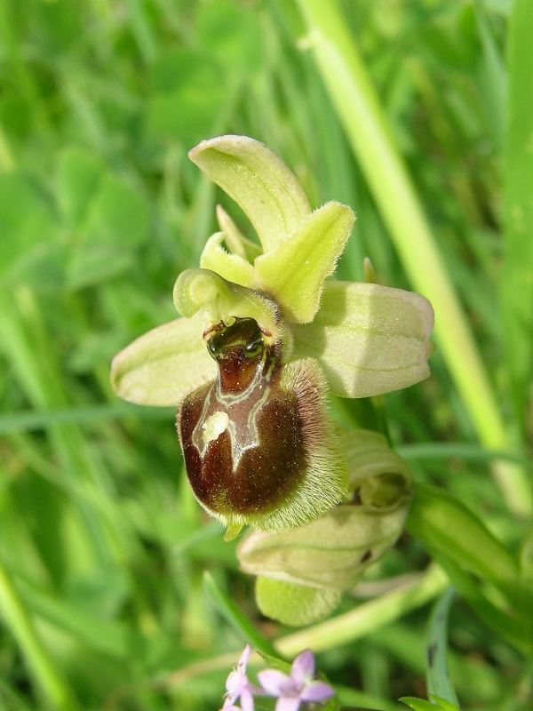 Ibrido Ophrys sphegodes x O. tenthredinifera?