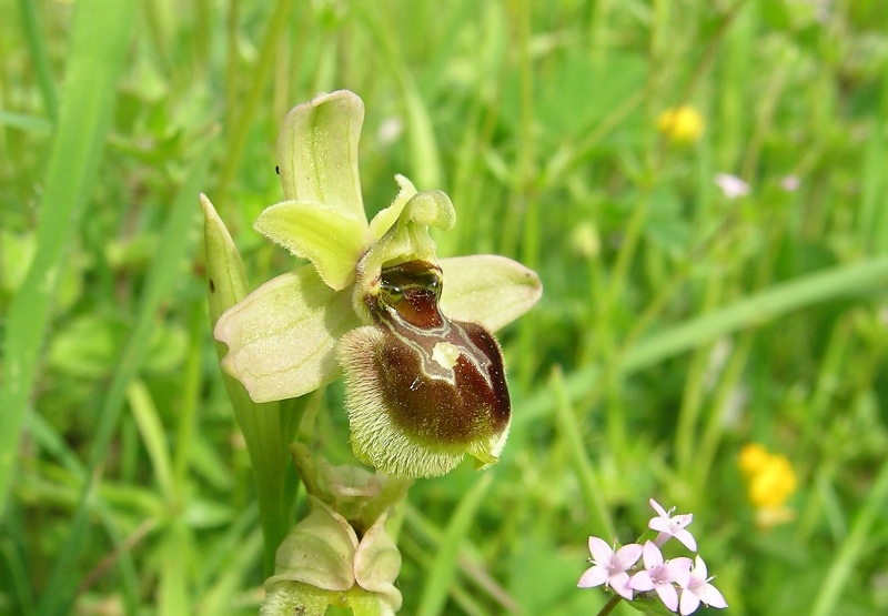 Ibrido Ophrys sphegodes x O. tenthredinifera?