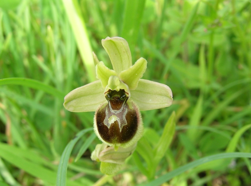 Ibrido Ophrys sphegodes x O. tenthredinifera?