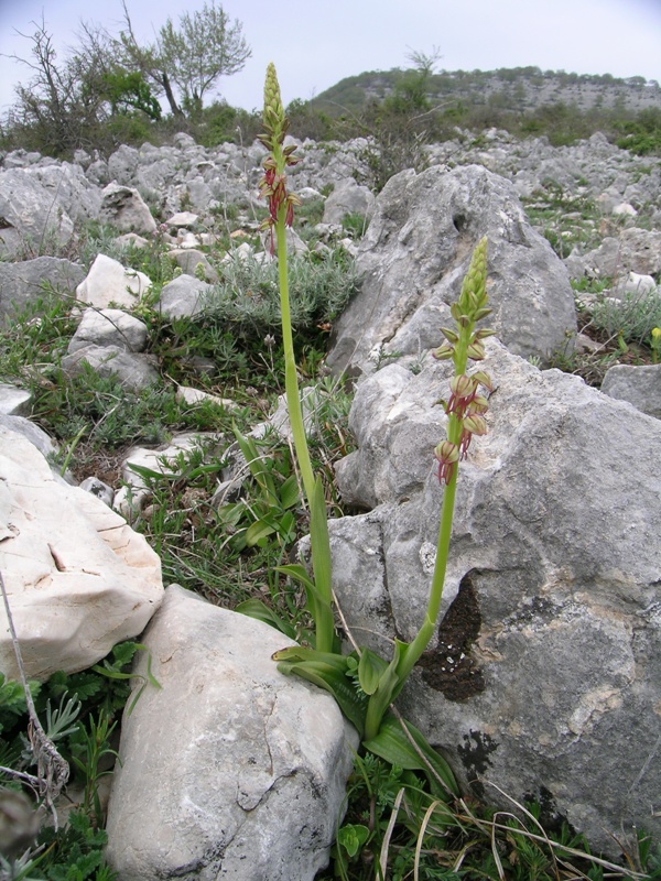 Orchis anthropophora ( Aceras anthropophorum)