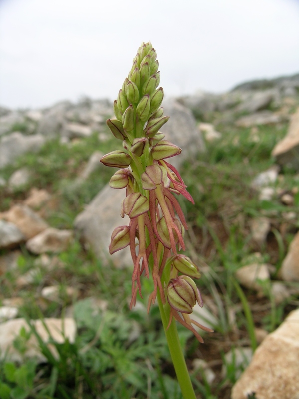 Orchis anthropophora ( Aceras anthropophorum)