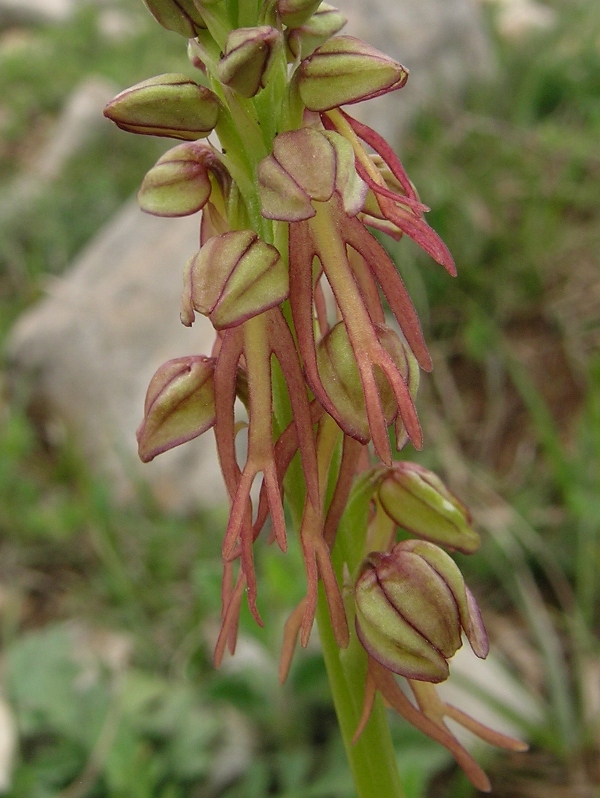 Orchis anthropophora ( Aceras anthropophorum)