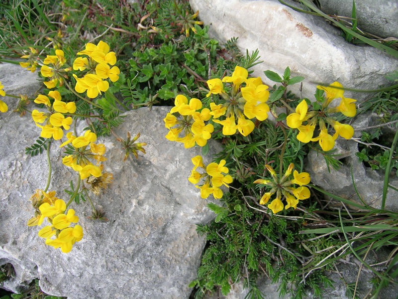 Hippocrepis comosa / Sferracavallo comune