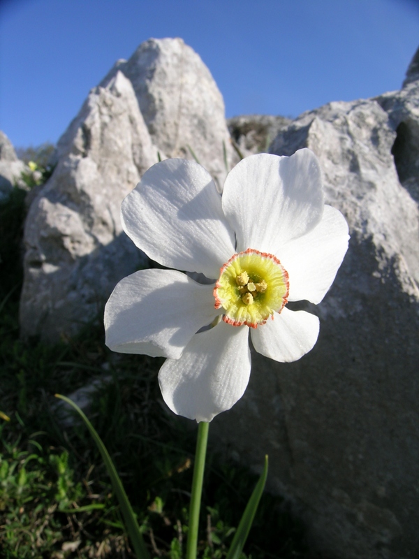 Narcissus poeticus / Narciso dei poeti , Narciso selvatico