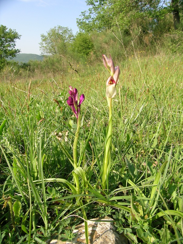 Serapias lingua (Apocromoia di ...)