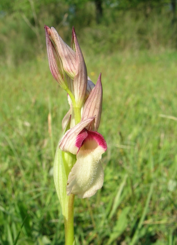 Serapias lingua (Apocromoia di ...)