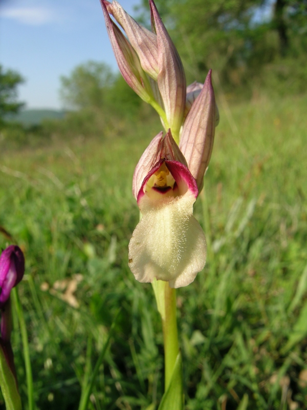 Serapias lingua (Apocromoia di ...)