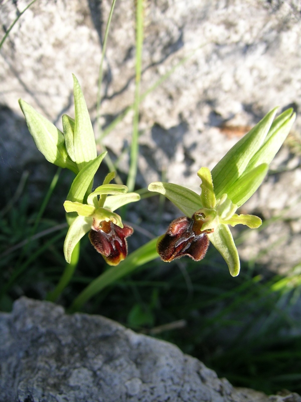 Ophrys promontorii, O. sphegodes