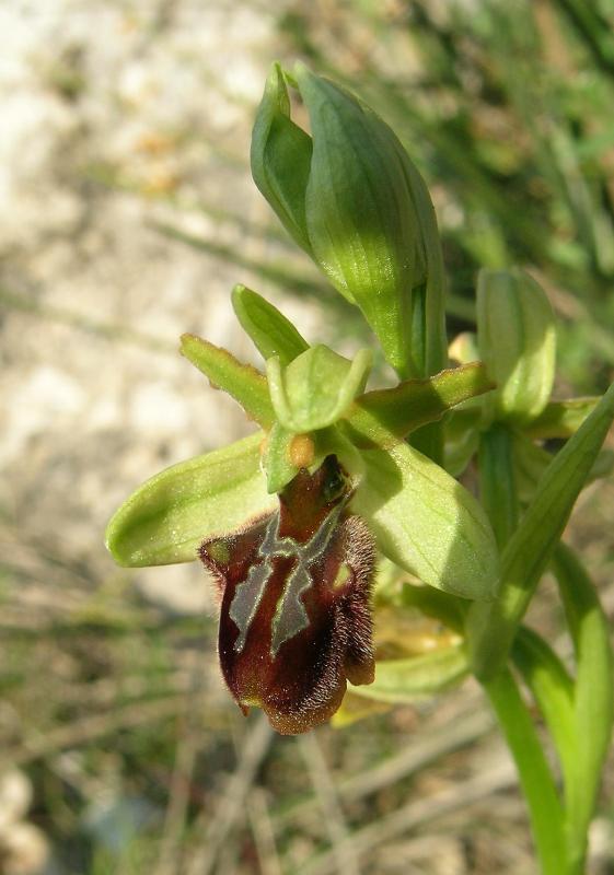 Ophrys promontorii, O. sphegodes