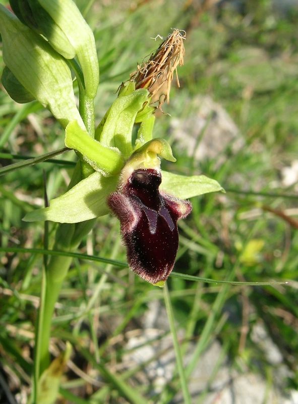 Ophrys promontorii, O. sphegodes