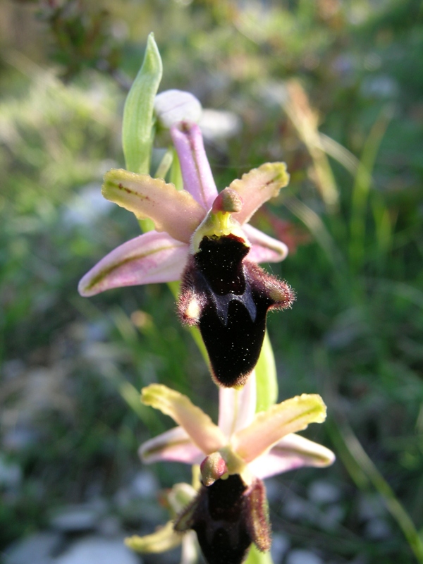 Ophrys promontorii, O. sphegodes