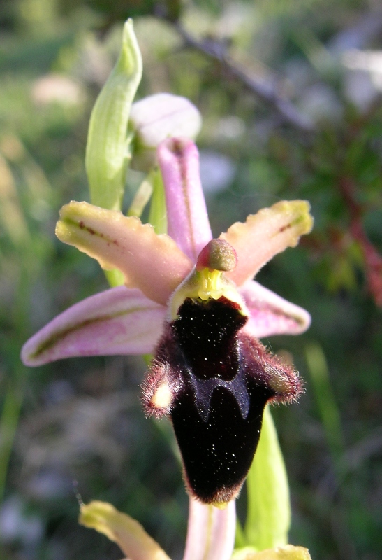 Ophrys promontorii, O. sphegodes