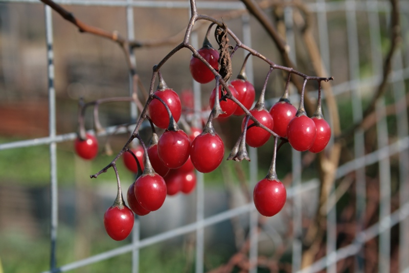 Che bacche sono? Solanum dulcamara