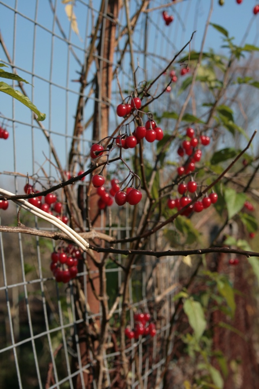 Che bacche sono? Solanum dulcamara