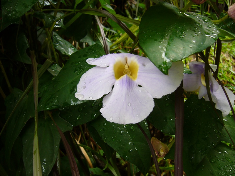 Fiori esotici da determinare