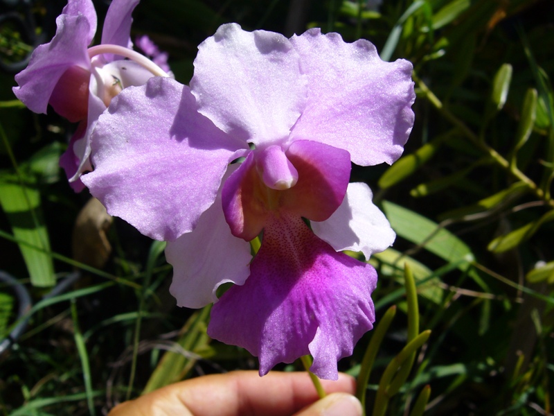 Fiori esotici da determinare