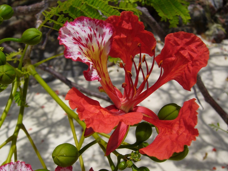 Fiori esotici da determinare