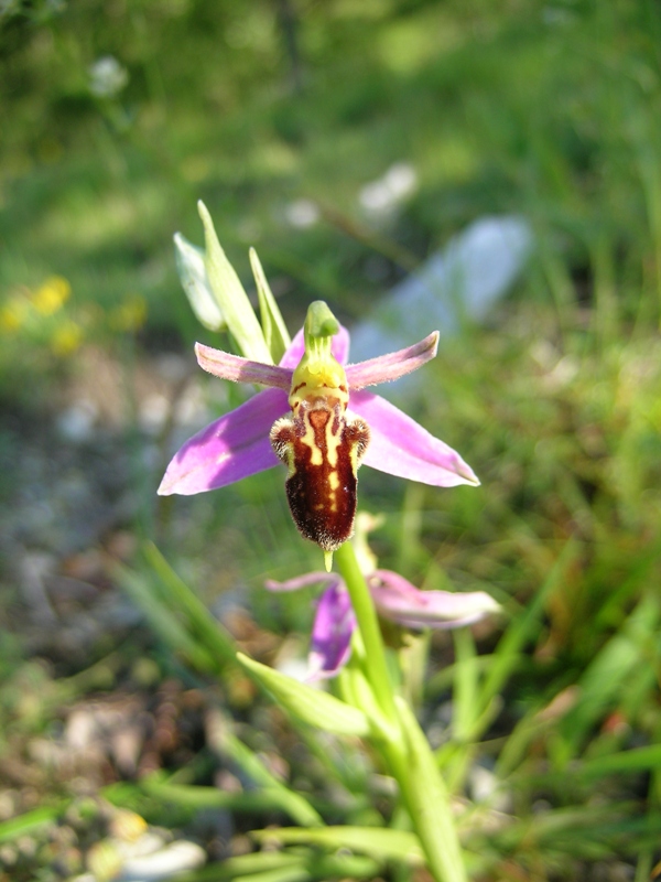 Ophrys apifera botteronii