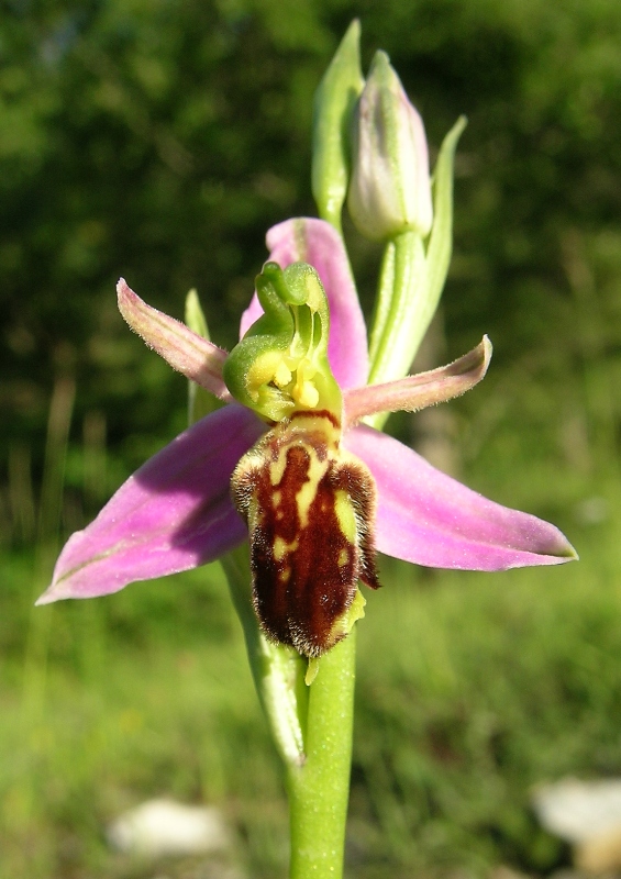 Ophrys apifera botteronii