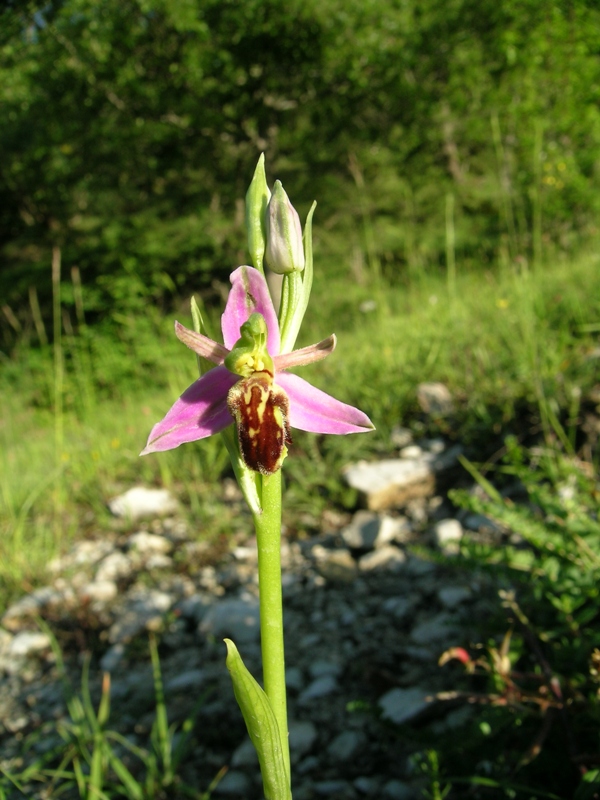 Ophrys apifera botteronii