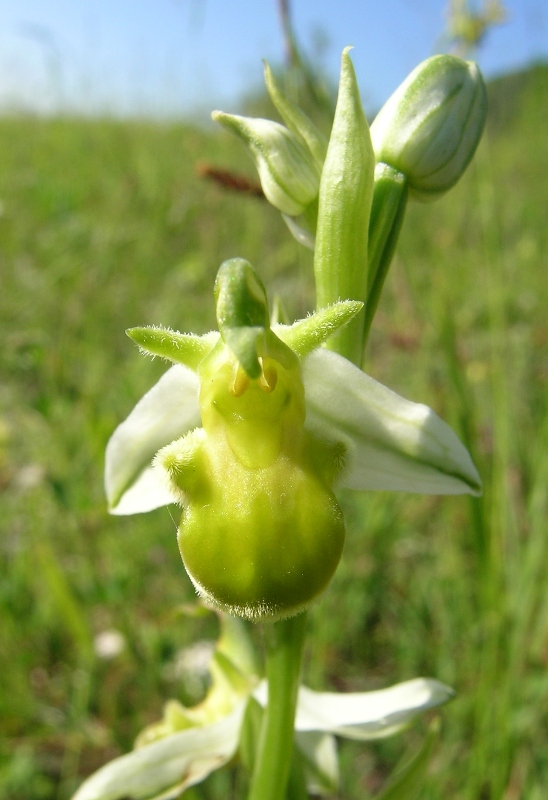 Oohrys apifera var.chlorantha