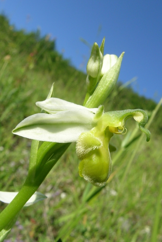 Oohrys apifera var.chlorantha