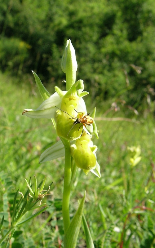 Oohrys apifera var.chlorantha