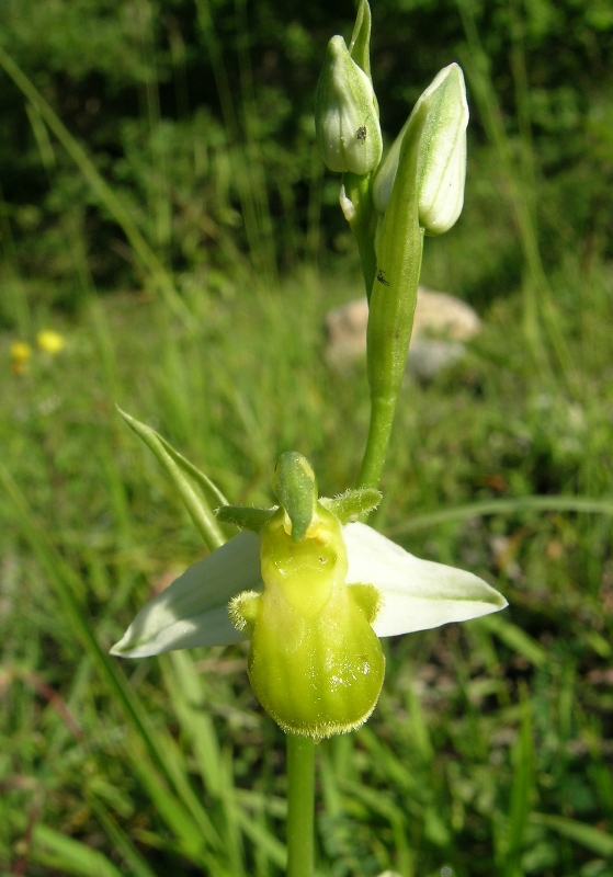 Oohrys apifera var.chlorantha