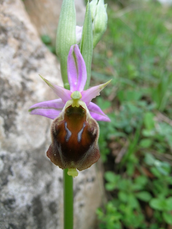 Ophrys crabronifera