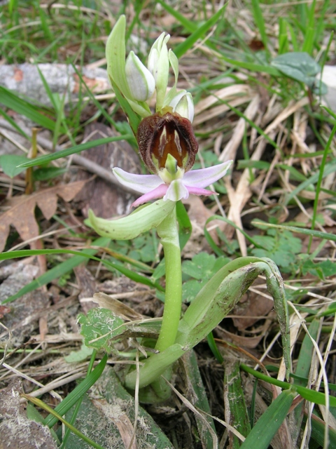 Ophrys crabronifera